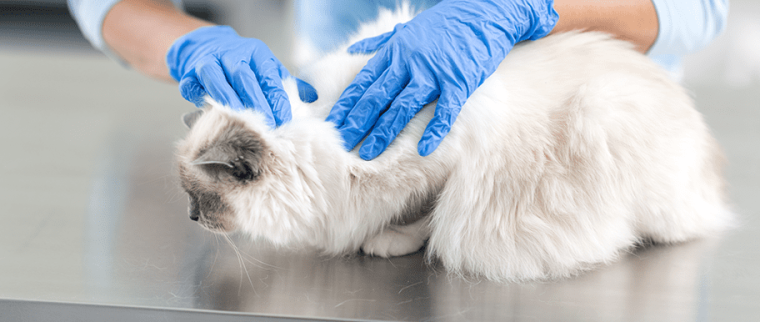 chat chez le vétérinaire